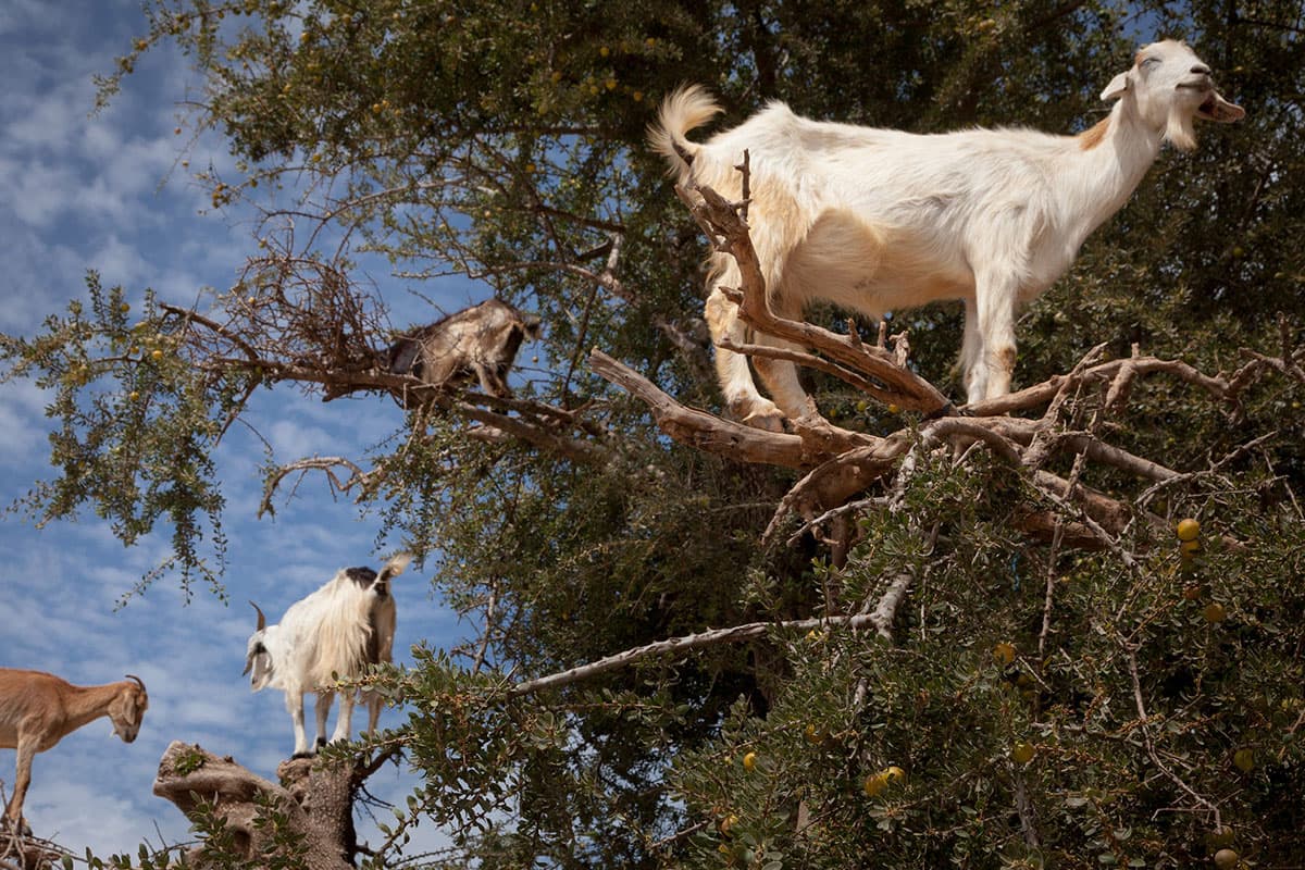 Essaouira%3A_The_Atlantic_Reconnect image