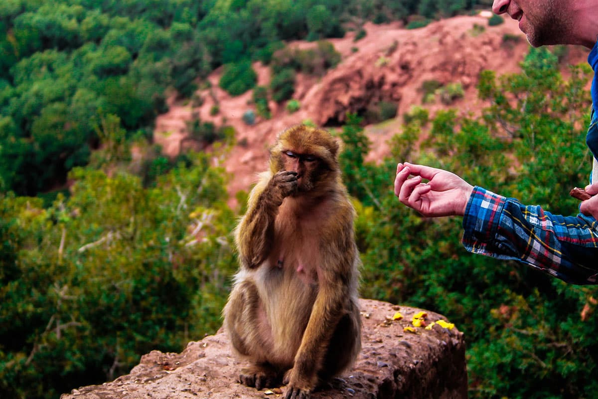 Ouzoud_Waterfalls%3A_The_110-Meter_Plunge image