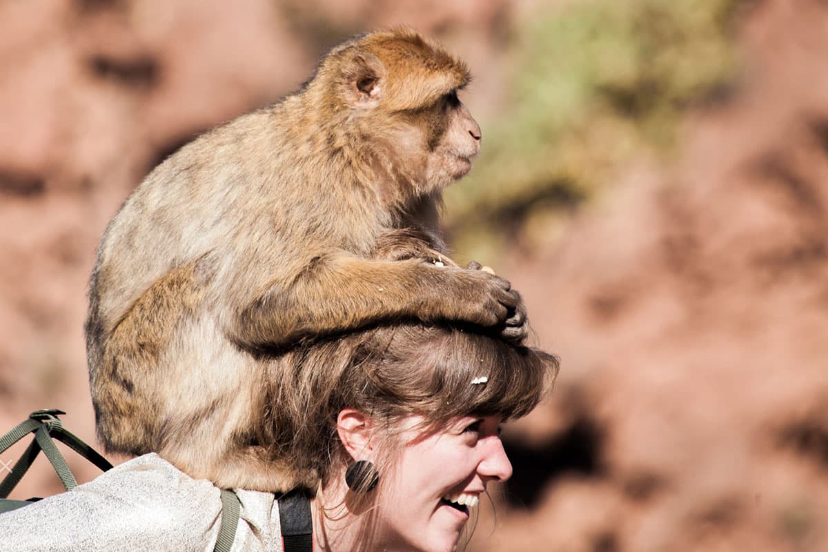 Ouzoud_Waterfalls%3A_The_110-Meter_Plunge image