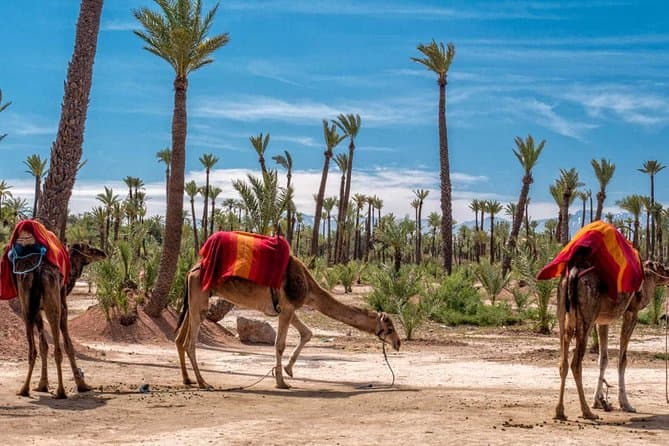 Caravan Reconnect: The Marrakech Camel Trek