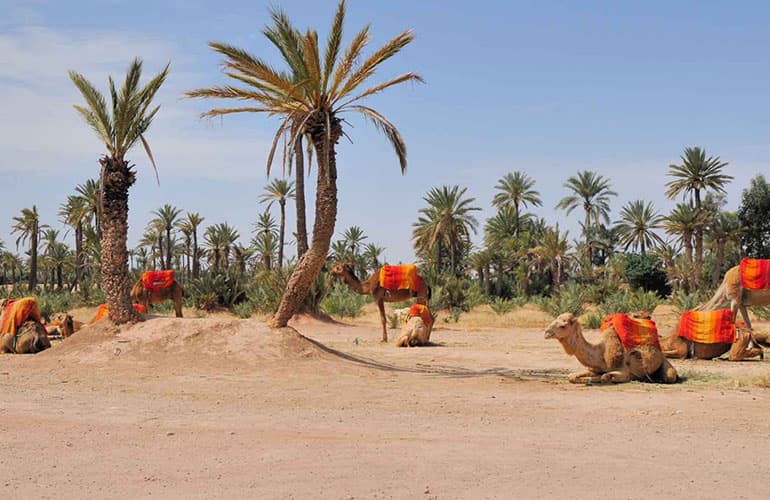 Caravan Reconnect: The Marrakech Camel Trek — photo 1